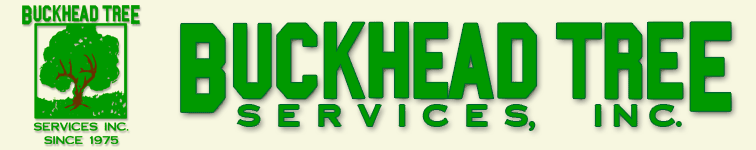Buckhead Tree Services